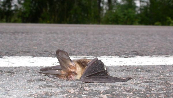 Viac než 10 percent (%) populácie vtákov a netopierov, bohužiaľ, zahynie na cestách. Foto: Tiina Mäkalä