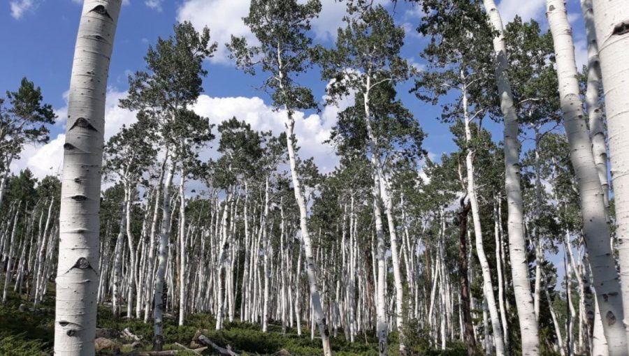 Topole osikové v oblasti Great Basin v Nevade reagujú na klimatickú zmenu rôznorodo. Zdroj: Mendelova univerzita v Brne