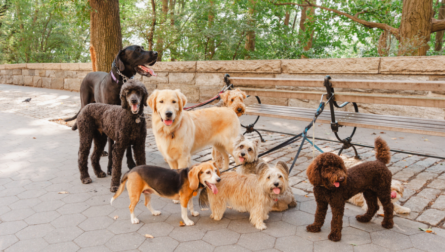 Rôzne plemená psov na vôdzke pri lavičke