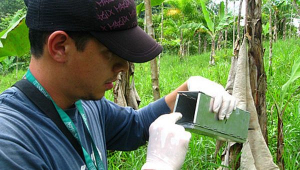 Výskumník z Charité skúma pascu na hlodavce v Kostarike. Zdroj: Charité/Andres Moreira-Soto