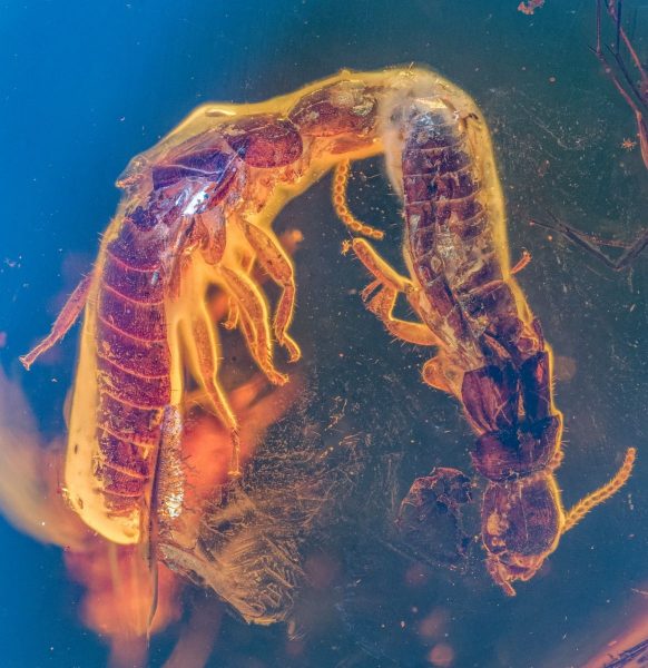 Táto detailná snímka skamenených termitov ukazuje paralelnú pozíciu dvoch jedincov zaliatych v jantári. Väčšia samica (vľavo) sa stále dotýka menšieho samca (vpravo). Foto: Aleš Buček, BC AV SR