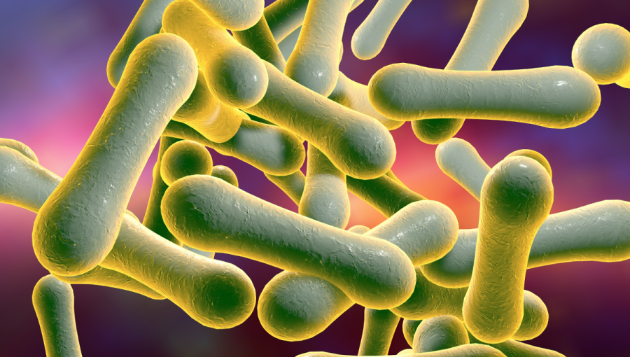 Baktérie spôsobujúce diftériu - záškrt. Zdroj: iStockphoto.com