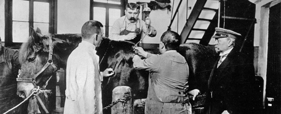 Imunizácia koní. Zdroj: Behring-Archiv