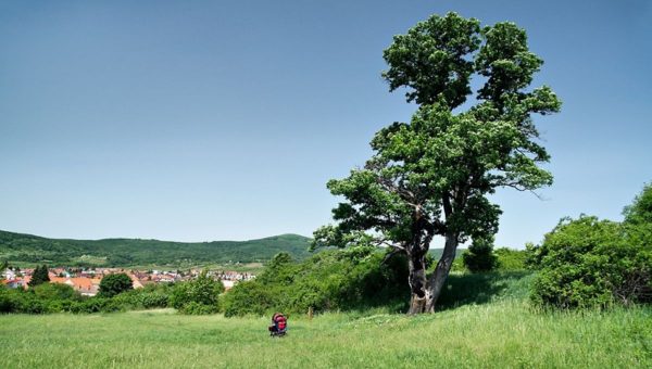 Jarabina oskorušová v Modre je pravdepodobne najhrubšou a najstaršou oskorušou na Slovensku. Zdroj: modranskepivnice.sk