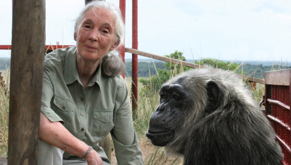 Jane Goodallová a šimpanz