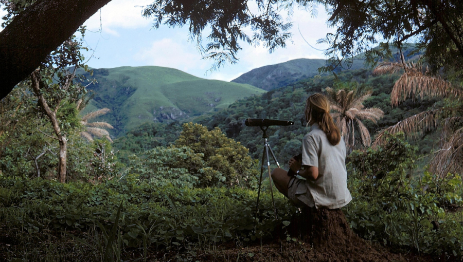 Jane Goodallová v Tanzánii. 