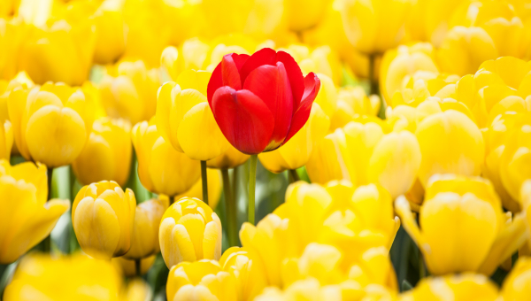 Symbolom Svetového dňa Parkinsonovej choroby je červený tulipán.