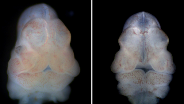 Typický tvárový fenotyp u 11,5 dňa starého embrya nesúceho mutáciu v géne Cdk13 (knock-out). Nápadná je neobvykle veľká vzdialenosť medzi párovými základmi nosa, ktorá následne vedie k vzniku mediálneho tvárového rázštepu s viditeľne odhaleným vyvíjajúcim sa koncovým mozgom (vpravo). Pre porovnanie zobrazené aj kontrolné embryo (vľavo). Foto: M. Hampl.