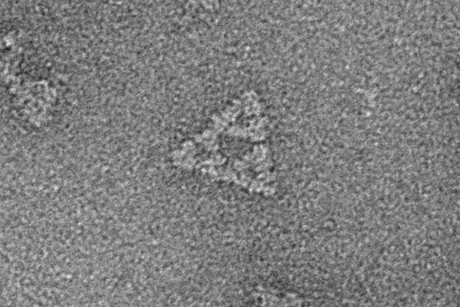 Snímka z elektrónového mikroskopu trojuholníkovej fraktálnej štruktúry tvorenej enzýmovými monomérmi Zdro: Franziska L. Sendkerová