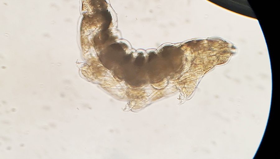 Tardigrada zachytená mikroskopom. Zdroj: iStockphoto.com