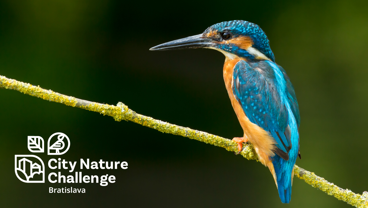 City Nature Challenge dosiahla rekordný počet pozorovaní - VEDA NA DOSAH