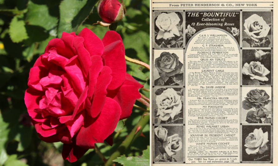 Ružu Gruss an Teplitz uviedol na trh v roku 1897 Peter Lambert, záhradník a pestovateľ ruží v Trevíri na rieke Moselle. Obzvlášť cenená bola v tom čase v Nemecku, ale ako ukazuje ukážka z katalógu ruží z roku 1915, svoje meno si urobila aj v USA. 