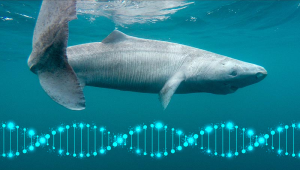 Grónsky žralok a DNA. Foto: Eric Ste Marie/University of Windsor. Zdroj grafiky: iStockphoto.com