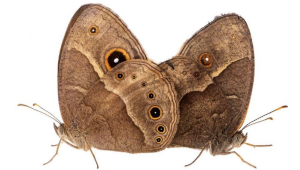 Na snímke je párenie motýľa Bicyclus anynana (samica vľavo, samec vpravo).