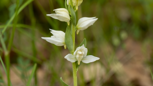 Prilbovka biela (Cephalanthera damasonium). Zdroj: iStockphoto.com