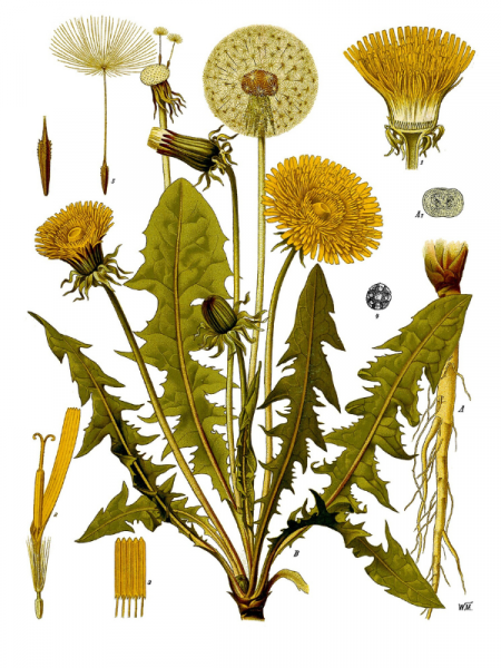 Jedlá je celá rastlina. Takto púpavu lekársku zobrazil nemecký botanik Walther Otto Müller v roku 1887.