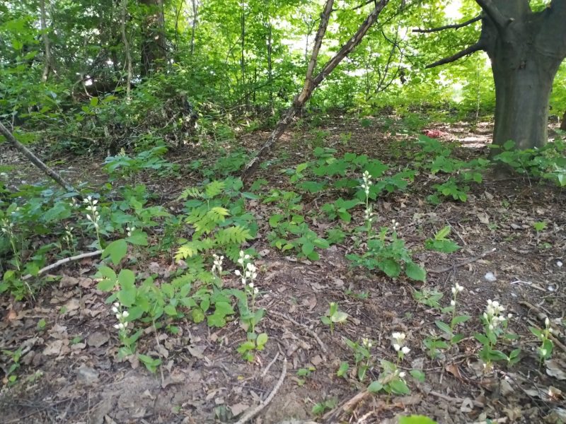 Prilbovka biela (Cephalanthera damasonium). Zdroj: SPU