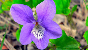 Fialka voňová (Viola odorata).