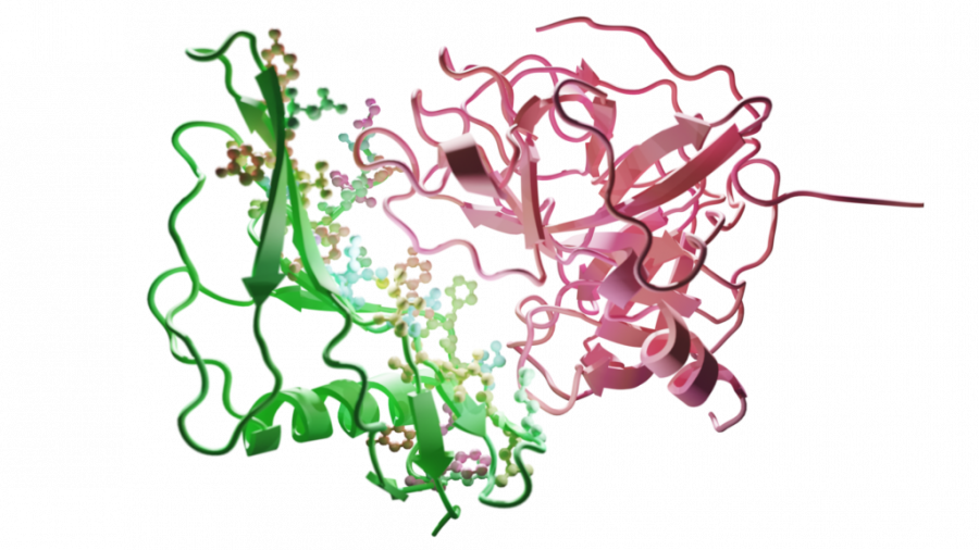 Interakcia biologickej molekuly stafylokinázy (vľavo/zelená) s proteínom plazmínom (vpravo/červená) prítomným v ľudskej krvi. Aminokyseliny stafylokinázy zodpovedné za interakciu sú znázornené malými guličkami v rôznych farbách. Zdroj: ČVUT