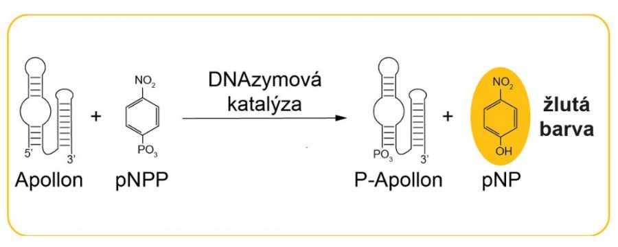 Apollon defosforyluje substrát (pNPP), a tým vzniká žltý produkt (pNP).