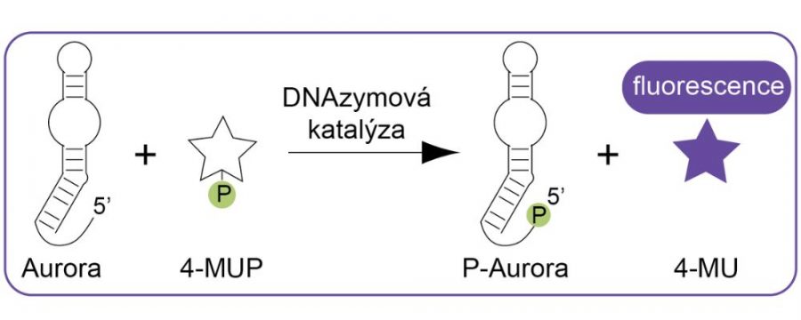 Aurora defosforyluje molekulu substrátu (4-MUP), a tým vytvára fluorescenčný produkt (4-MU).