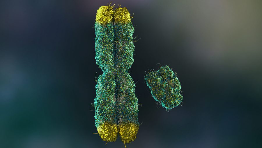 Chromozóm X s telomérmi. Zdroj: iStockphoto.com