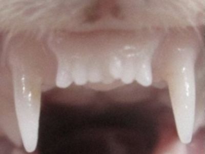 Predné zuby fretky liečenej liekom na obnovu zubov. 