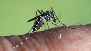 Tigrovaný komár, ktorý bol zaznamenaný aj na Slovensku.