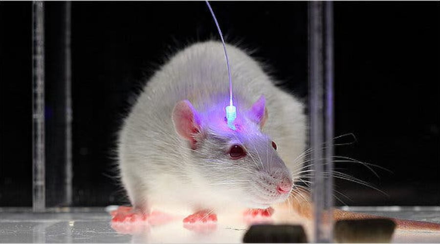 Myš so svetelným implantátom počas otogenetického výskumu. 