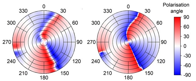Obrázok dokumentuje zhodu medzi experimentom (vľavo) a vyvinutým teoretickým modelom (vpravo). Dáta zobrazujú uhol polarizácie na nebeskej sfére (stred každého obrázku zodpovedá zenitu, okraje horizontu). Číselné hodnoty na okraji každého obrázku udávajú azimutálny uhol, ktorý sa mení od 0 po 360 a je meraný v smere hodinových ručičiek.