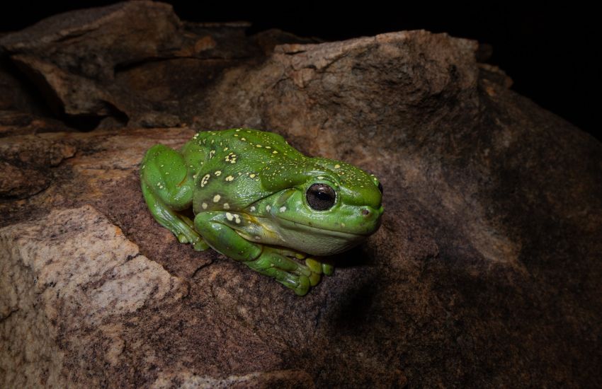 Klasická predstaviteľka žaby Litoria splendida so zeleným sfarbením tela.