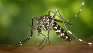 Ázijský tigrovaný komár (Aedes albopictus) sa rošíril z Ázie do celého sveta prostredníctvom dovozu komodít, napríklad pneumatík.