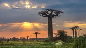 Slnko zapadá nad alejou baobabov na Madagaskare.