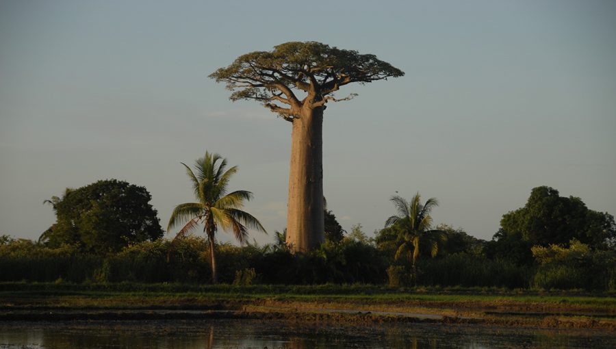 Baobab (Adansonia grandidieri). Zdroj: iStockphoto.com
