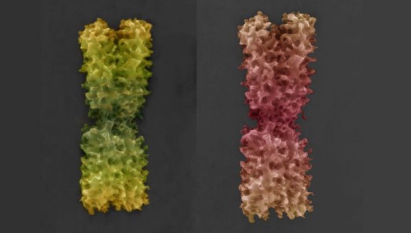 Kolorovaná snímka chromozómu v natívnom stave získané pomocou novo vyvinutej pokročilej environmentálnej rastrovacej elektrónová mikroskopia. Zdroj: ÚPT AV ČR