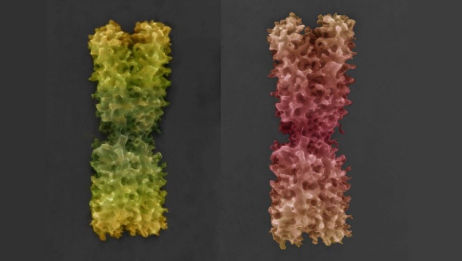 Kolorovaná snímka chromozómu v natívnom stave získané pomocou novo vyvinutej pokročilej environmentálnej rastrovacej elektrónová mikroskopia. Zdroj: ÚPT AV ČR