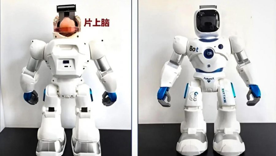 Ilustračná fotka robota s minimozgom. Reálny model bude musieť vyzerať inak. Zdroj: Tianjin University