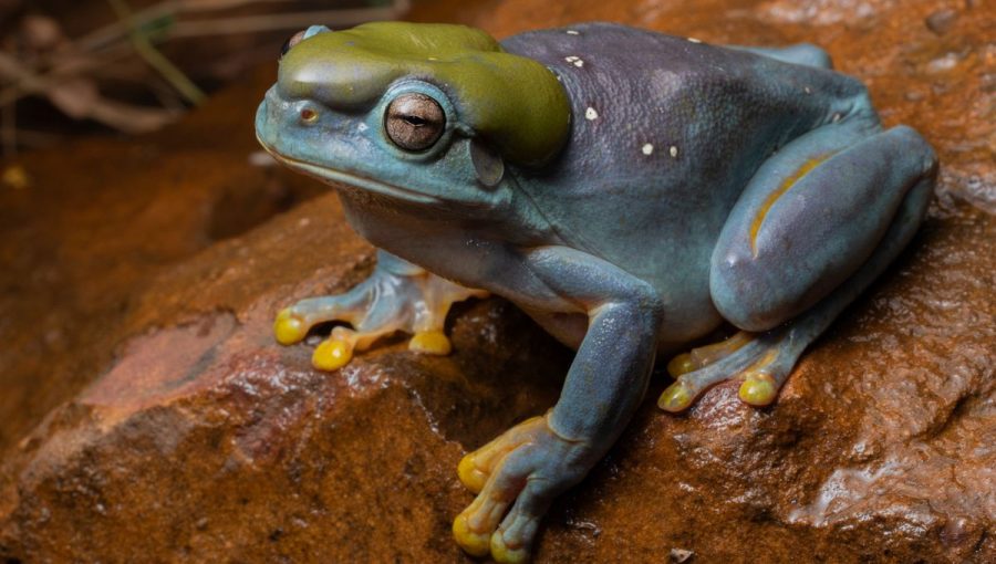 Modré sfarbenie žaby je v dôsledku genetickej mutácie.