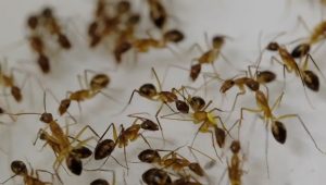 Mravce ošetrujú poranených druhov. V nutnom prípade im odstránia končatinu.
