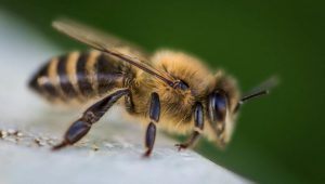 Včela medonosná má skvelý čuch.