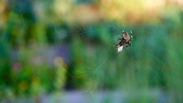 Pavúk Araneus ventricosus na pavučine. Zdroj: iStockphoto.com