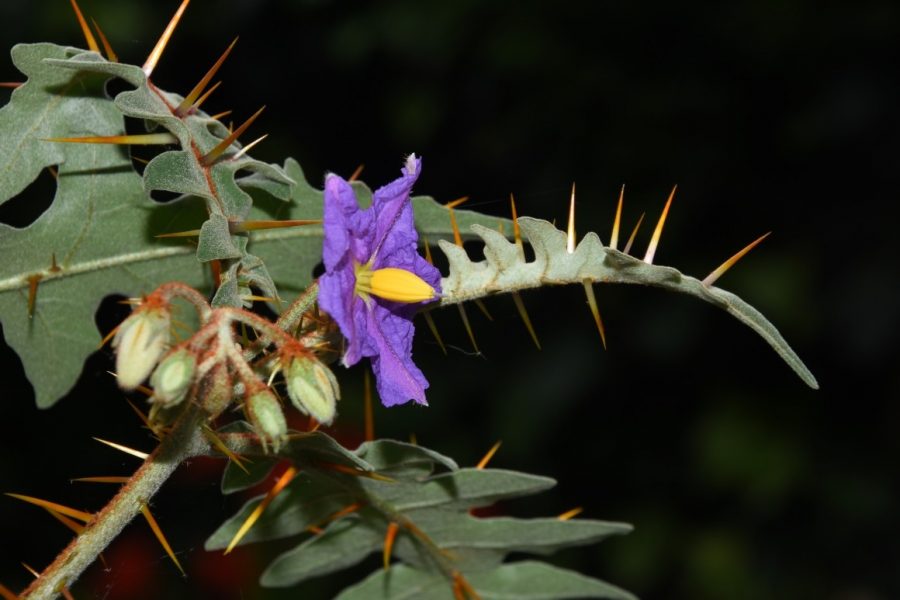 Solanum pyracanthos Lam, bežne nazývaná dikobrazová paradajka, pochádza z Madagaskaru. Zdroj: Prírodovedné múzeum v Londýne