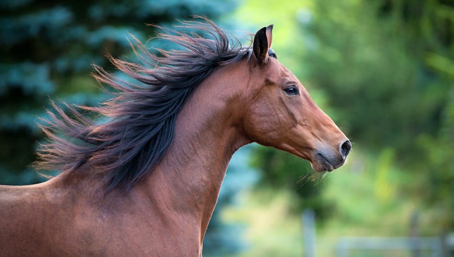 Klusajúci kôň. Zdroj: iStockphoto.com