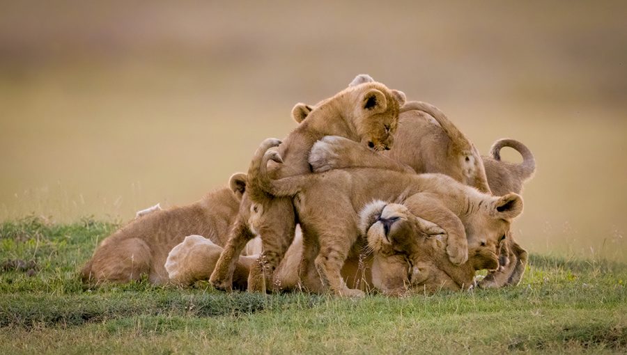 Levica s mláďatami. Zdroj: iStockphoto.com