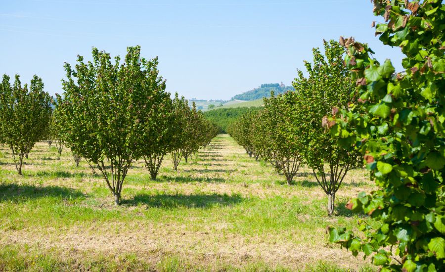 Farma na pestovanie lieskových orieškov v oblasti Langhe v Taliansku.