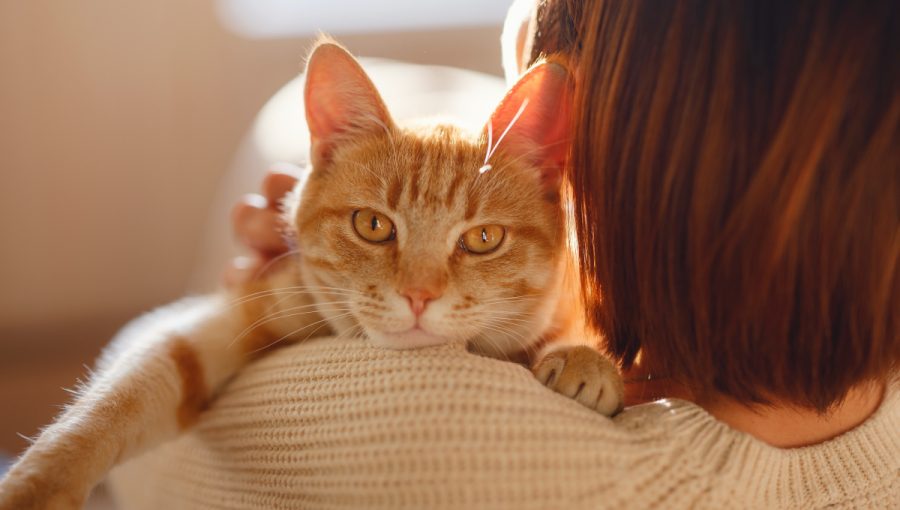 Mačka ako domáci miláčik. Zdroj: iStockphoto.com