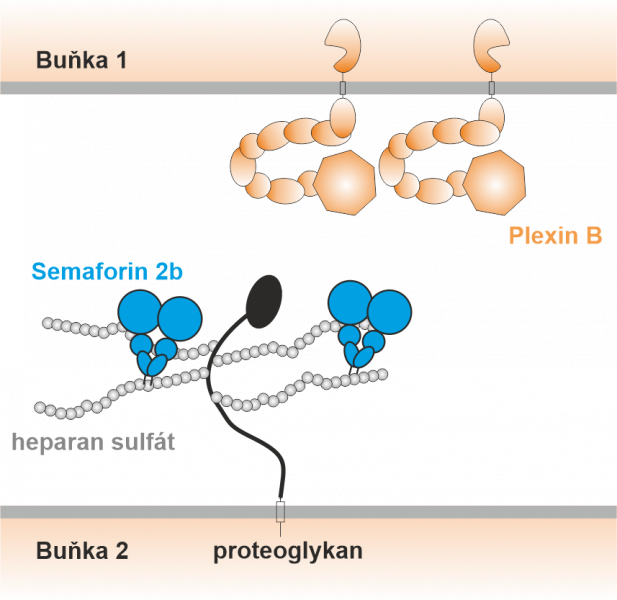 Navrhovaný mechanizmus, akým sa semaforíny (modré) viažu na cukry (biele guličky) na povrchu buniek a sú tak prezentované plexinovým receptorom (oranžové) na okolitých axónoch. Zdroj: PNAS