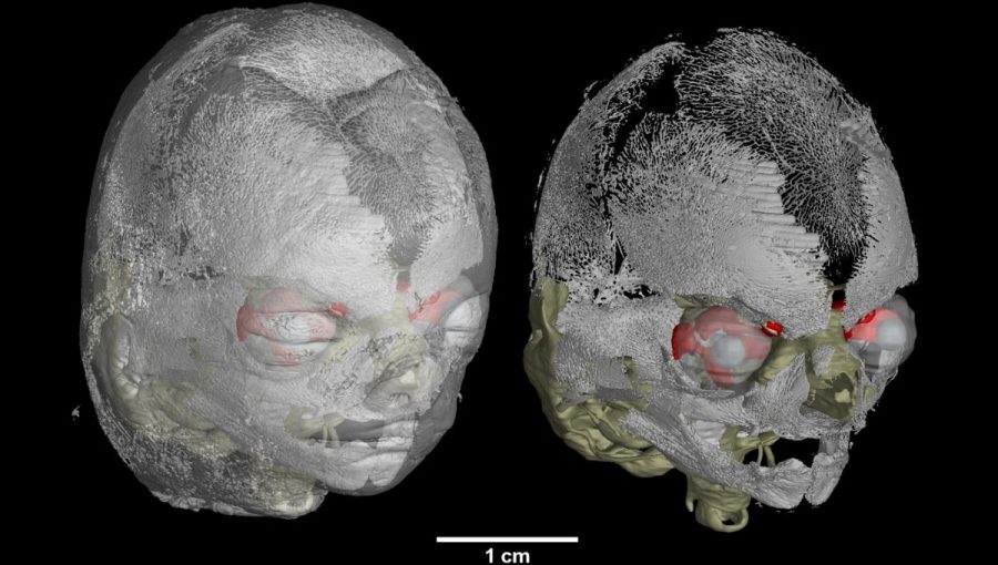 3D atlas chrupavky ľudských embryí.