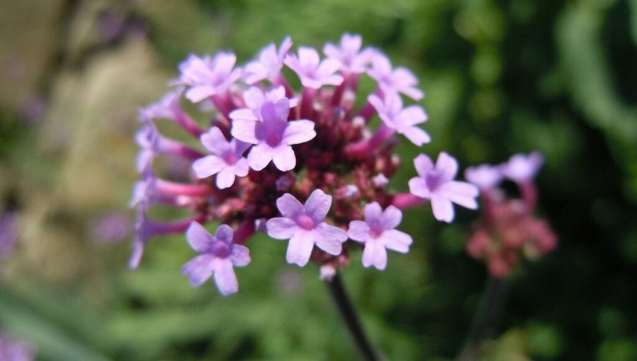 Železník lekársky (Verbena officinalis L.)