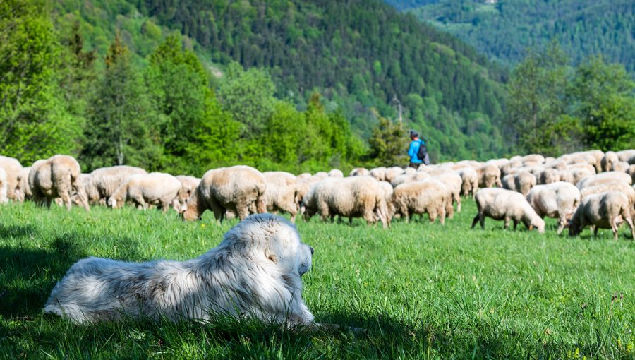 Pastiersky pes a ovce v horách. Zdroj: iStockphoto.com